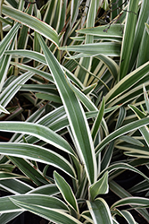 Variegated Flax Lily (Dianella tasmanica 'Variegata') at Garden Treasures