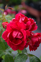 Blaze Rose (Rosa 'Blaze') at Garden Treasures