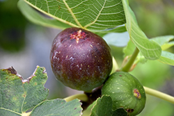 Brown Turkey Fig (Ficus carica 'Brown Turkey') at Garden Treasures