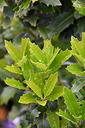 Oak Leaf Holly (Ilex 'Conaf') at Garden Treasures