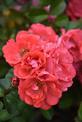 Coral Drift Rose (Rosa 'Meidrifora') at Garden Treasures