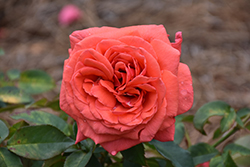 Fragrant Cloud Rose (Rosa 'Fragrant Cloud') at Garden Treasures