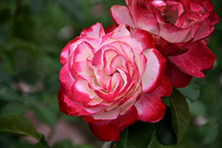 Cherry Parfait Rose (Rosa 'Cherry Parfait') at Garden Treasures