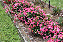 Pink Drift Rose (Rosa 'Meijocos') at Garden Treasures