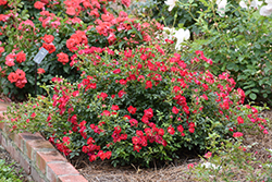 Red Drift Rose (Rosa 'Meigalpio') at Garden Treasures