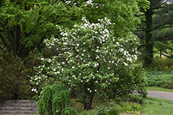 Fragrant Viburnum (Viburnum x carlcephalum) at Garden Treasures