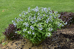 Blue Star Flower (Amsonia tabernaemontana) at Garden Treasures