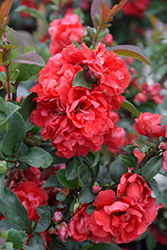 Double Take Pink Flowering Quince (Chaenomeles speciosa 'Pink Storm') at Garden Treasures