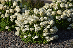 Bobo Hydrangea (Hydrangea paniculata 'ILVOBO') at Garden Treasures