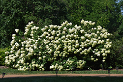 Limelight Hydrangea (Hydrangea paniculata 'Limelight') at Garden Treasures