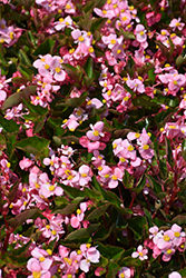 BabyWing Pink Begonia (Begonia 'BabyWing Pink') at Garden Treasures