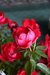 The Grand Champion Rose (Rosa 'Meimacota') at Garden Treasures