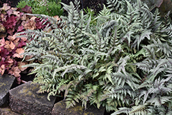 Japanese Painted Fern (Athyrium nipponicum 'Pictum') at Garden Treasures