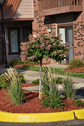 Quick Fire Hydrangea (tree form) (Hydrangea paniculata 'Bulk') at Garden Treasures
