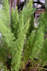 Myers Foxtail Fern (Asparagus densiflorus 'Myers') at Garden Treasures