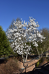 Royal Star Magnolia (Magnolia stellata 'Royal Star') at Garden Treasures