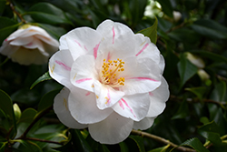 Lady Vansittart Camellia (Camellia japonica 'Lady Vansittart') at Garden Treasures
