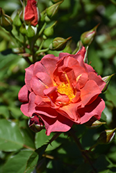 Cinco de Mayo Rose (Rosa 'Cinco de Mayo') at Garden Treasures