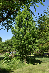 Corinthian White Flowering Peach (Prunus persica 'Corinthian White') at Garden Treasures