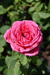 Perfume Delight Rose (Rosa 'Perfume Delight') at Garden Treasures