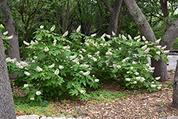 Oakleaf Hydrangea (Hydrangea quercifolia) at Garden Treasures