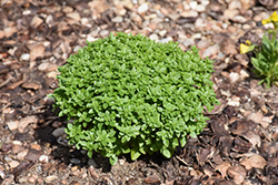 Boxwood Basil (Ocimum basilicum 'Boxwood') at Garden Treasures