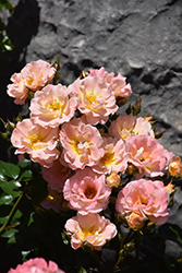 Peach Drift Rose (Rosa 'Meiggili') at Garden Treasures