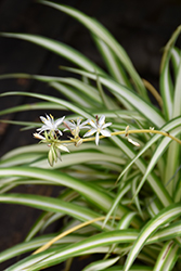 Spider Plant (Chlorophytum comosum) at Garden Treasures