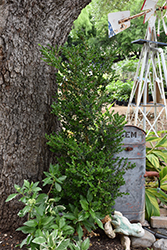 Green Tower Boxwood (Buxus sempervirens 'Monrue') at Garden Treasures