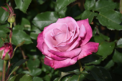 Fragrant Plum Rose (Rosa 'Fragrant Plum') at Garden Treasures