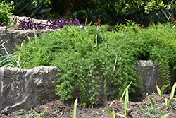 Sprengeri Asparagus Fern (Asparagus densiflorus 'Sprengeri') at Garden Treasures