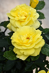 Sunsprite Rose (Rosa 'Sunsprite') at Garden Treasures