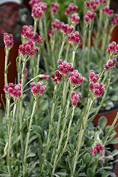 Red Pussytoes (Antennaria dioica 'Rubra') at Garden Treasures