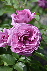 Violet's Pride Rose (Rosa 'WEKwibysicpep') at Garden Treasures