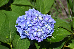 Nantucket Blue Hydrangea (Hydrangea macrophylla 'Grenan') at Garden Treasures