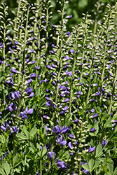 Purple Smoke False Indigo (Baptisia 'Purple Smoke') at Garden Treasures