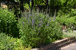 Purple Smoke False Indigo (Baptisia 'Purple Smoke') at Garden Treasures