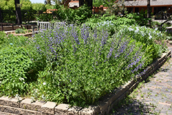 Blue Wild Indigo (Baptisia australis) at Garden Treasures