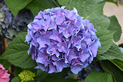 Let's Dance Blue Jangles Hydrangea (Hydrangea macrophylla 'SMHMTAU') at Garden Treasures