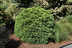 Dwarf Globe Japanese Cedar (Cryptomeria japonica 'Globosa Nana') at Garden Treasures