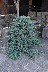 Blue Rug Juniper (Juniperus horizontalis 'Wiltonii') at Garden Treasures
