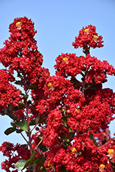 Double Dynamite Crapemyrtle (Lagerstroemia indica 'Whit X') at Garden Treasures
