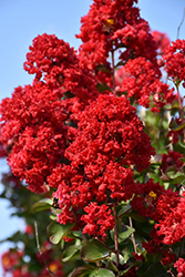 Dynamite Crapemyrtle (Lagerstroemia indica 'Whit II') at Garden Treasures