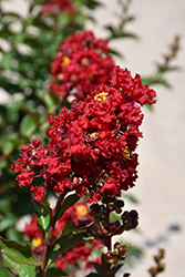 Enduring Summer Red Crapemyrtle (Lagerstroemia 'PIILAG B5') at Garden Treasures