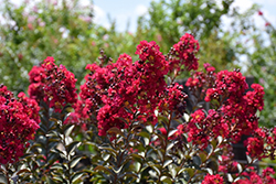 Double Feature Crapemyrtle (Lagerstroemia indica 'Whit IX') at Garden Treasures