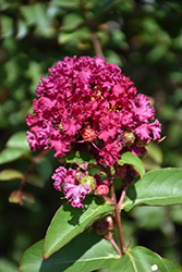 Enduring Summer Fuchsia Crapemyrtle (Lagerstroemia 'PIILAG B3') at Garden Treasures