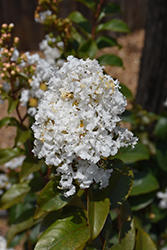 Enduring Summer White Crapemyrtle (Lagerstroemia 'PIILAG B1') at Garden Treasures