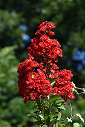 Red Rocket Crapemyrtle (Lagerstroemia indica 'Whit IV') at Garden Treasures