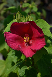 Big Hit Red Hibiscus (Hibiscus 'Happa Red') at Garden Treasures