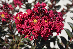 Double Feature Crapemyrtle (Lagerstroemia indica 'Whit IX') at Garden Treasures